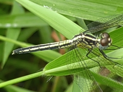 Hemistigma albipunctum