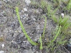 Chromolaena hirsuta