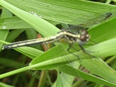 Hemistigma albipunctum