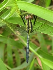 Hemistigma albipunctum