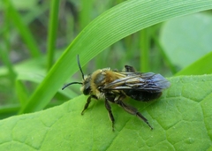 Andrena vicina