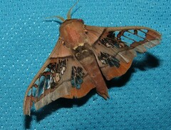 Neorcarnegia basirei