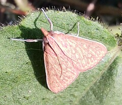 Ecpyrrhorrhoe damastesalis