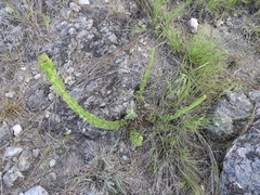 Chromolaena hirsuta