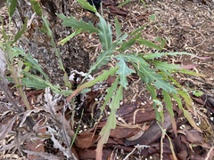 Bossiaea bossiaeoides