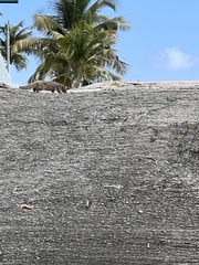 Urva auropunctata