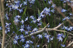 Scilla