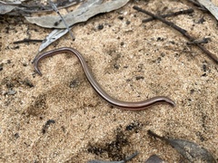 Lerista carpentariae