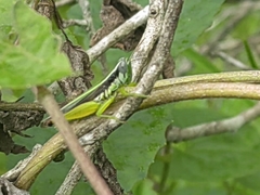 Oxya hyla