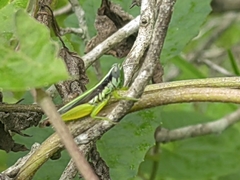 Oxya hyla