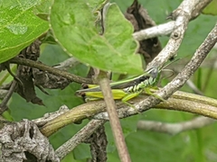 Oxya hyla
