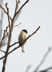 Poecile palustris