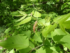 Contarinia negundinis