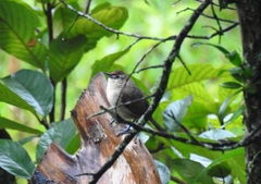 Phacellodomus rufifrons