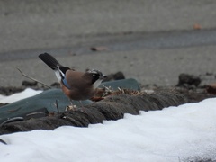 Garrulus glandarius japonicus
