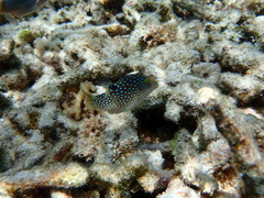 Canthigaster solandri