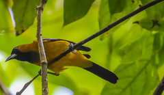 Icterus leucopteryx