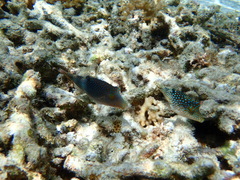 Canthigaster solandri