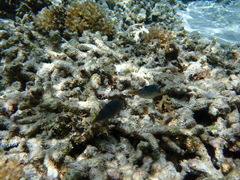 Canthigaster solandri