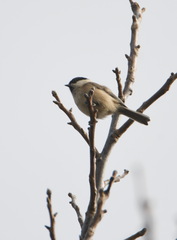 Poecile palustris