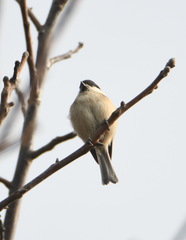 Poecile palustris