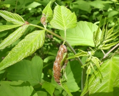 Contarinia negundinis