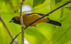 Icterus leucopteryx