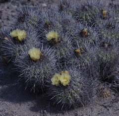 Copiapoa coquimbana