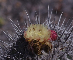 Copiapoa coquimbana