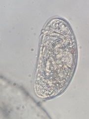 Ostracoda