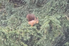 Sciurus vulgaris