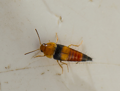 Tachyporus obtusus