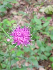 Cirsium carolinianum