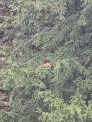 Sciurus vulgaris