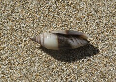 Scabricola bicolor