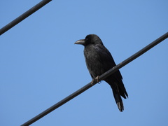 Corvus macrorhynchos japonensis