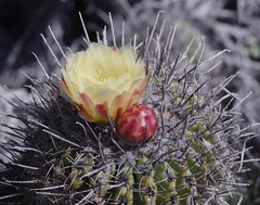 Copiapoa coquimbana