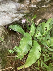 Streptocarpus pole-evansii