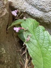 Streptocarpus pole-evansii