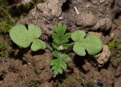 Erodium cicutarium