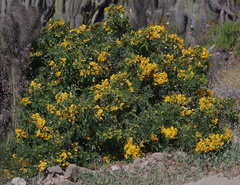 Senna cumingii