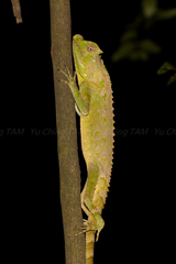 Lyriocephalus scutatus