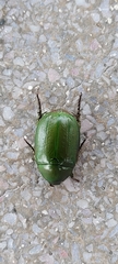 Anomala albopilosa
