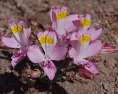 Alstroemeria leporina