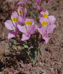 Alstroemeria leporina