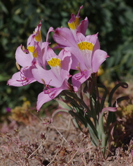 Alstroemeria leporina