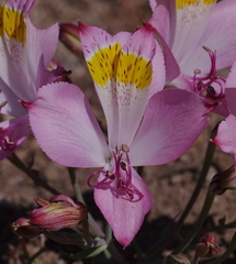 Alstroemeria leporina