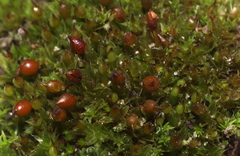 Microbryum rectum