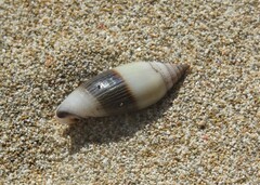 Scabricola bicolor
