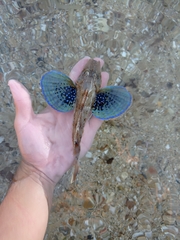 Chelidonichthys lucerna